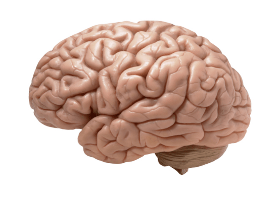 image-of-brain